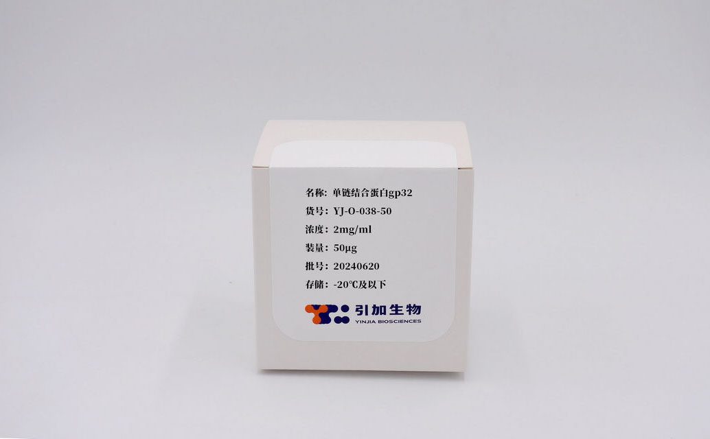 單鏈結合蛋白gp32
