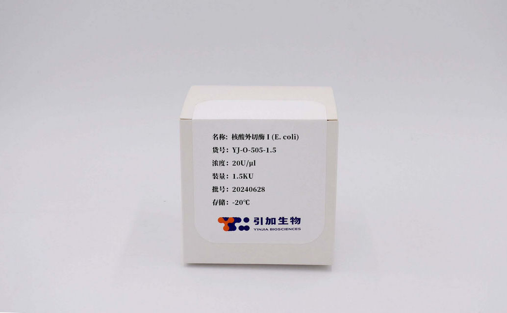 核酸外切酶 I（E. coli）