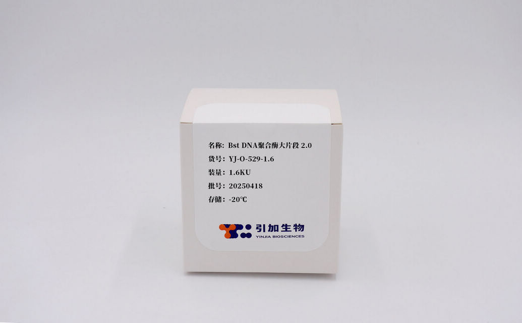 Bst DNA聚合酶大片段 2.0