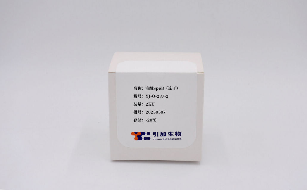 重組SpeB（凍干）