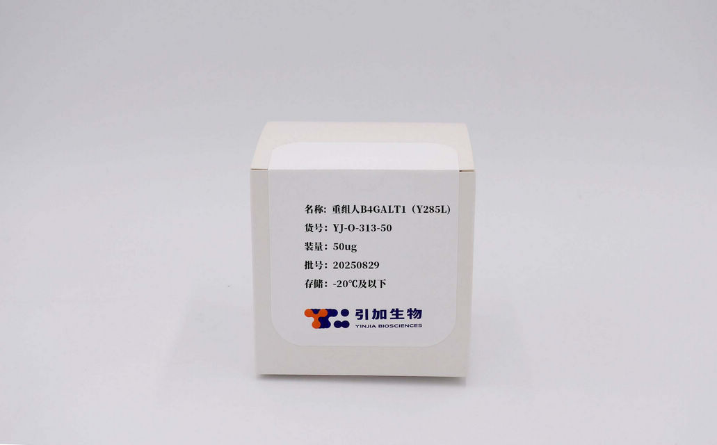 重組人B4GALT1（Y285L)